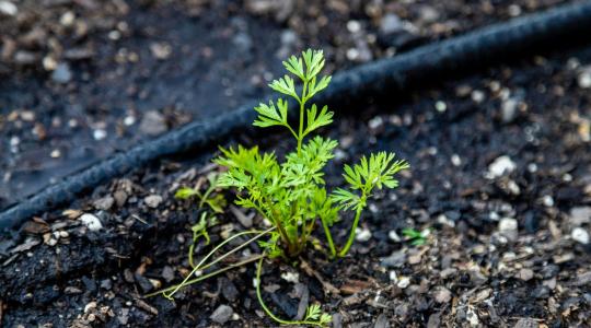 Csepegtető öntözés: megéri vagy sem a házikertben?