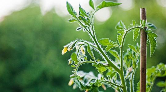 Paradicsom palántázás: így csináld jól, hogy erős legyen a növény