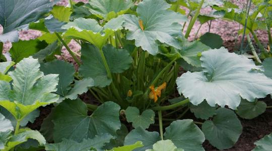 Tök vetése: így lehet nagy és egészséges a termés