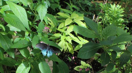 Rovarbarát kert: ezért fontos, és így érdemes kialakítani