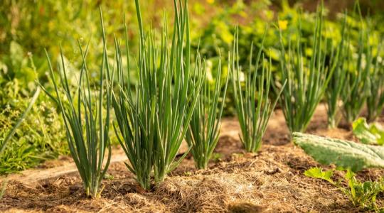 Ez a trükk időt és pénzt spórol a kertben - mégis kevesen használják
