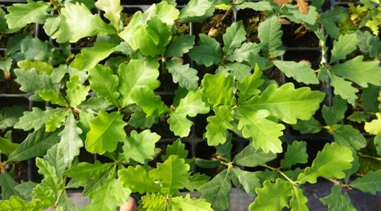 Egyetlen fertőzött csemete tönkreteheti az egész erdőt