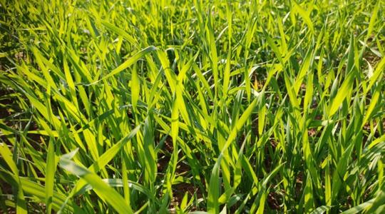 Húsvétkor az időjárás is kellemes ünnepet kíván