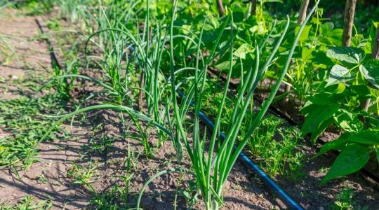 Ezért nem működik, amit eddig csináltál a kertben