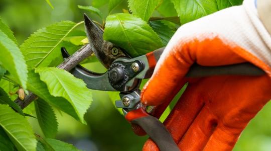 Ezért nem érdemes halogatni a kerti munkát