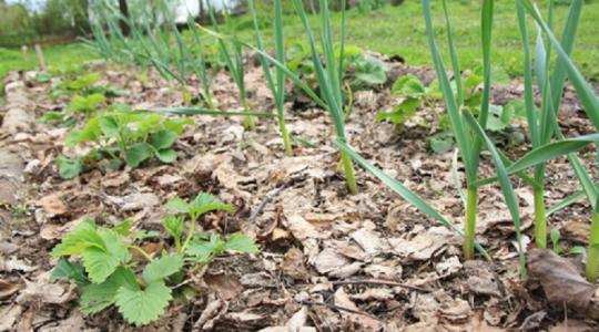 Így lehet egészségesebb a kerted már egy szezon alatt