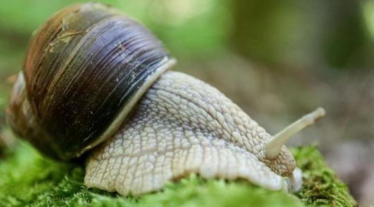 Ezt teszik a gazdák a csigák ellen – meglepően egyszerű!