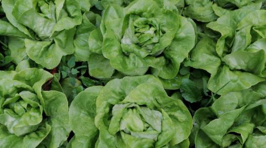 Ezért keserű a saláta - mutatjuk, hogyan előzd meg!