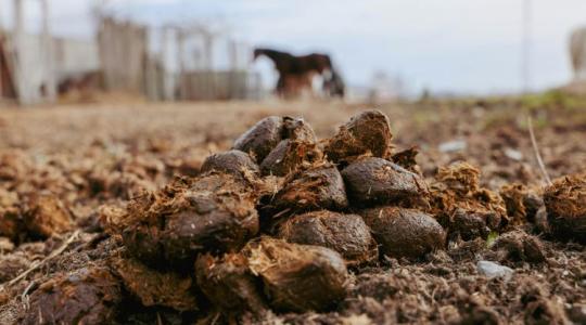 Meglepő: ezt tedd a földbe ültetés előtt - sokkal jobb lehet a termés