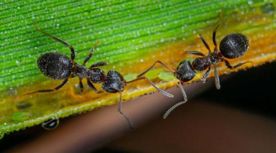 Ezért jelennek meg újra a hangyák - nem ott van a probléma, ahol gondolod