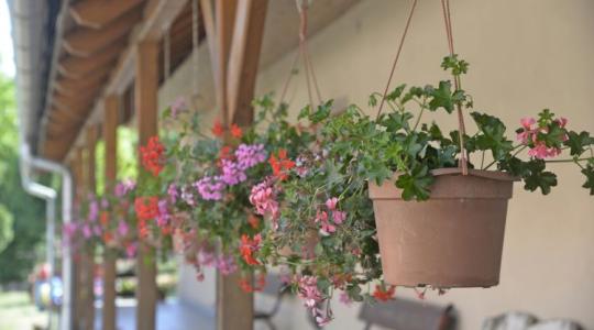 Így lehet sokkal több virág a muskátlin - ezt most kell megtenni!