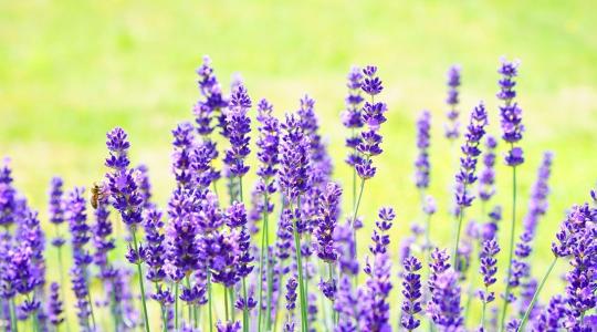 Levendula tél végi ápolása – mitől pusztul ki, és hogyan előzd meg?