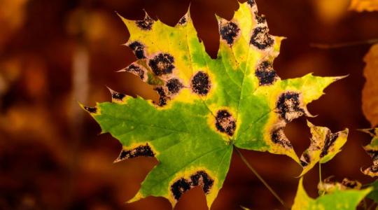 Ezért jelennek meg foltok a leveleken – így kezeld a bajt!