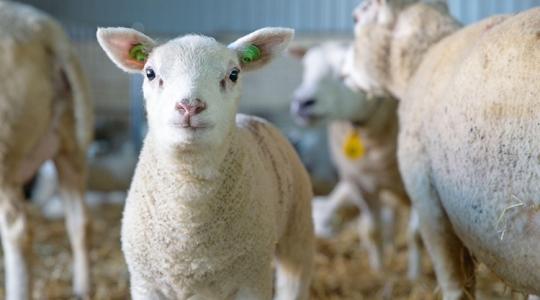 Ennyi állat kell a biztos megélhetéshez: te tudod, mekkora az ideális nyáj?
