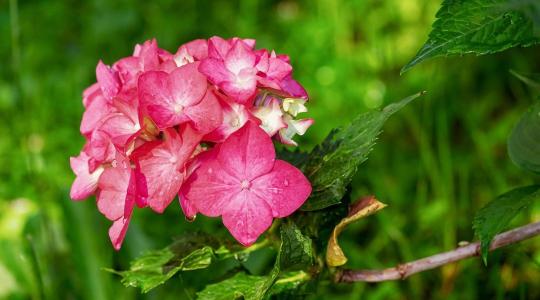 Hortenzia februárban: melyik típust szabad metszeni, és melyiket nem?