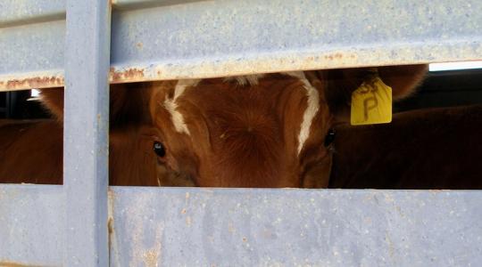 Állategészségügyi vészhelyzet: Rohamosan terjed a száj- és körömfájás a görögöknél