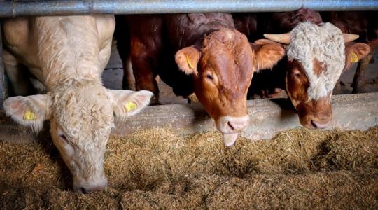 Ez a magyar innováció mentheti meg a profitodat