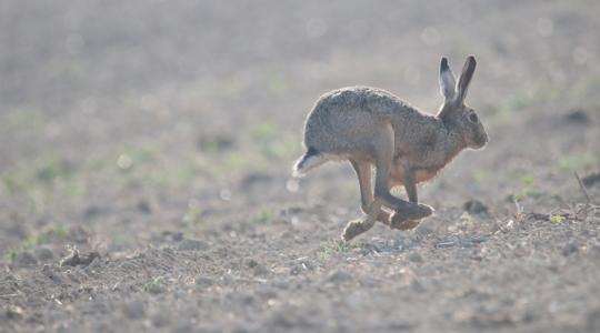 Trónfosztás a határban: ez az állat lett a hazai vadvilág új királya
