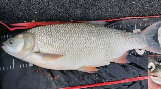 Kifogta, de nem tudta, mi az: rejtélyes hibridhal akadt horogra a Dunánál