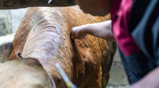 Egyetlen beteg állat miatt az egész telep oda lehet: elég a kényszervágásokból?