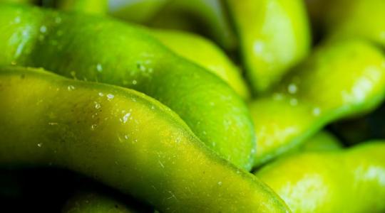 90 nap alatt 3 tonna termés: ennek az újdonságnak a termesztése nagy precizitást igényel