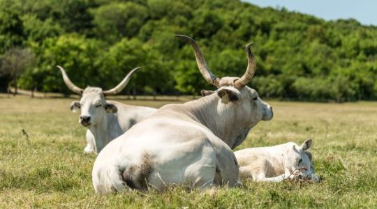 Megduplázta a hungarikumok támogatását az Agrárminisztérium