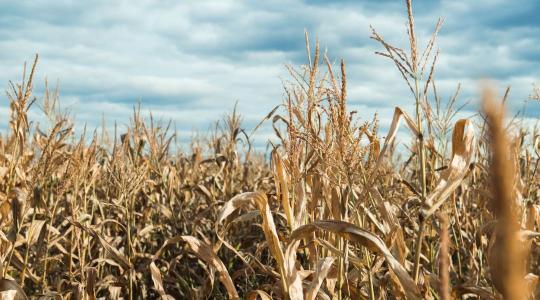 Már nem a termésátlag a tét, hanem a megélhetés