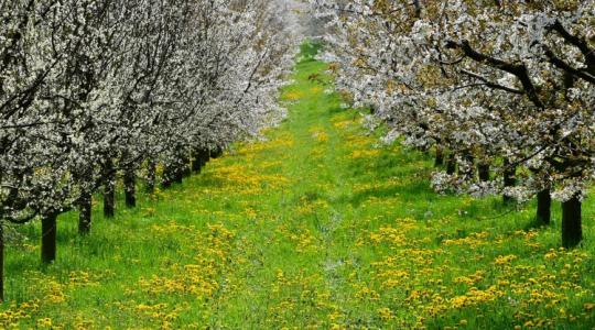 Lehűlés jön, eső alig: kritikus napok előtt a mezőgazdaság
