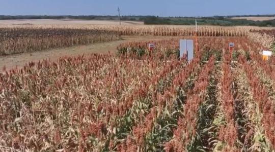 A kukorica már nem mindenhol biztos választás + VIDEÓ