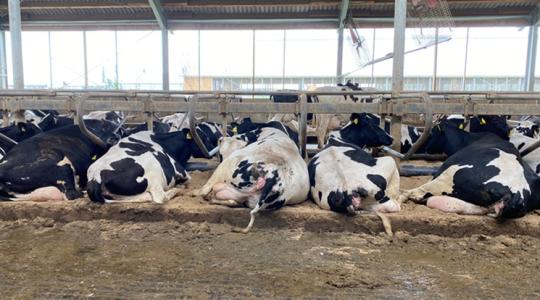 Így csökkentheted a gázszámládat a tehén tőgymelegével