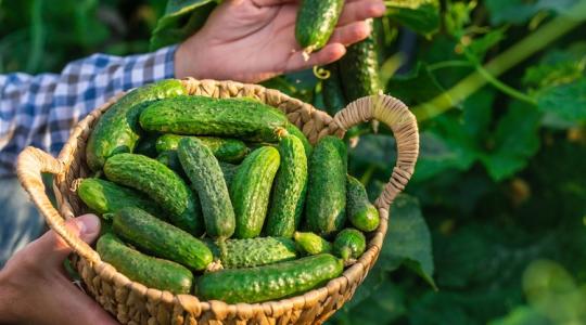 Itt a titok! Ha ezt tudod, nem lesz apró és keserű az uborkád!