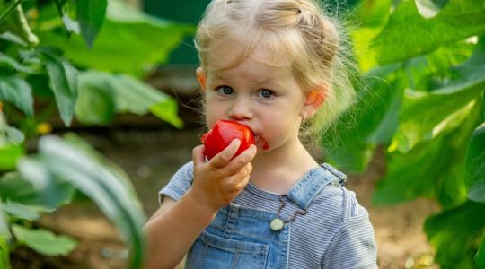 Duplázd meg a paradicsomtermést ezzel az egyszerű módszerrel!