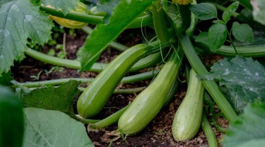 Hogyan lehet bőséges a cukkini termés? Ezekre figyelj oda!