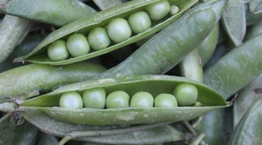 Tudtad? Ettől lesz elképesztően édes és bőséges a zöldborsó!