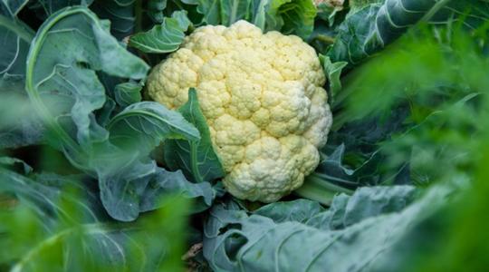 Hullámvasúton a karfiol ára, de a termelők kitartanak mellette