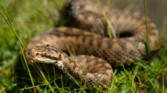 Élőhelyükkel együtt tűnnek el a viperák Nyugat-Magyarországról