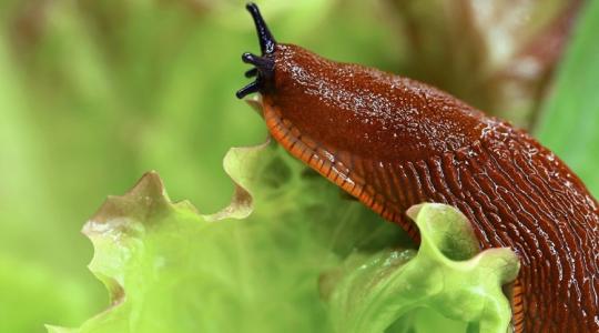 Sok a meztelencsiga a kertedben? Így tudsz megszabadulni tőlük!