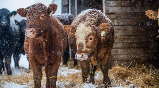 Fagymentes itató: olcsó megoldások a februári hidegre