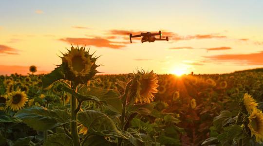 Napraforgó a kulcsnövény!  