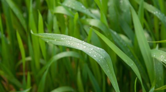 Ön is a minőségre hajt? Ezért nem spórolhatják el a zászlóslevél védelmét
