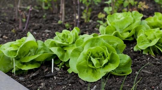 Gyerekjáték a kertben termeszteni, és még a rák megelőzésében is segít!