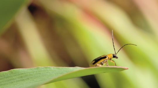 Rovarvédelem: így ütemezze a kezelést szántóföldi kultúráiban
