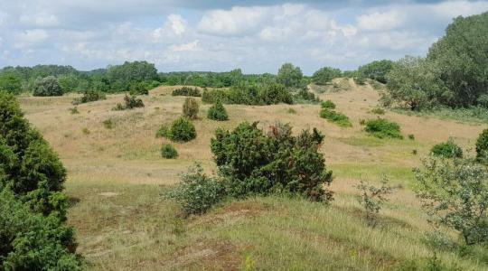 Több fa, kevesebb víz: ellentmondás a homokhátságon