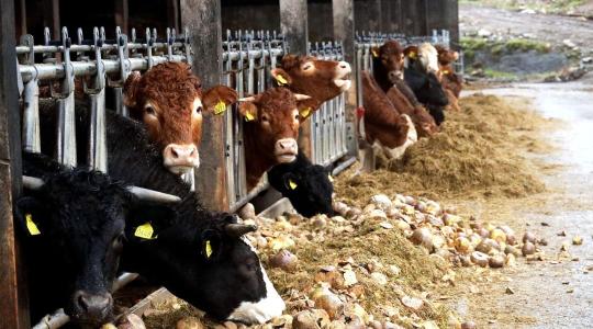 Istálló szellőzés februárban – párakezelés huzat nélkül