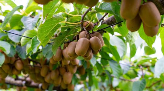 Hektáronként 40 tonna termés: te lecserélnéd az almát erre a szupernövényre?