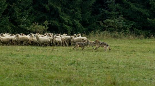 Vérszomjas farkast engedtek szabadon a határban: tiltakoznak a juhtartók