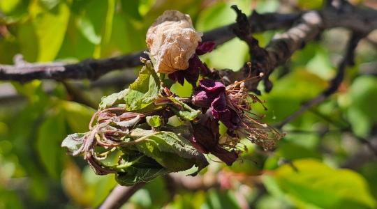 Tafrina és monília: a veszély nem múlt el, csak most jön a neheze!