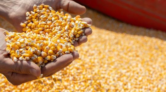 Takarmány minősége tél végén: 7 jel, hogy romlik a készlet