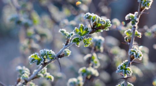 Milliók veszhetnek oda egy fagyos hajnalon: megint izgulhatunk a gyümölcsökért