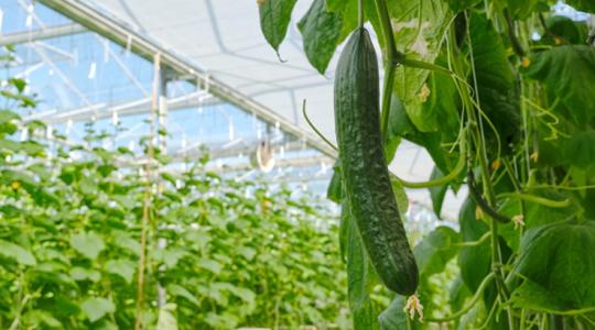 A marokkói uborka lehengerli Európát – Hogy lehet ennyire sikeres?